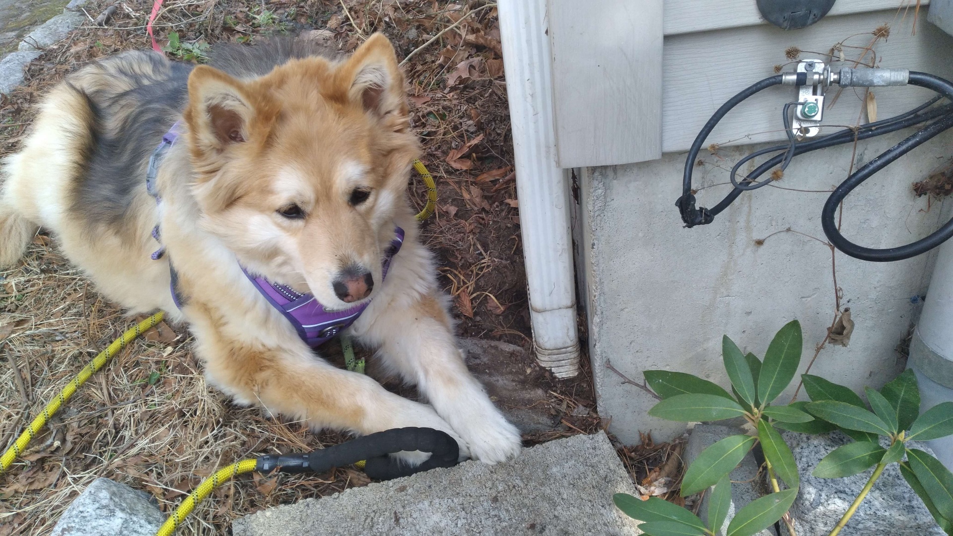 Priscilla's dog resting outdoors