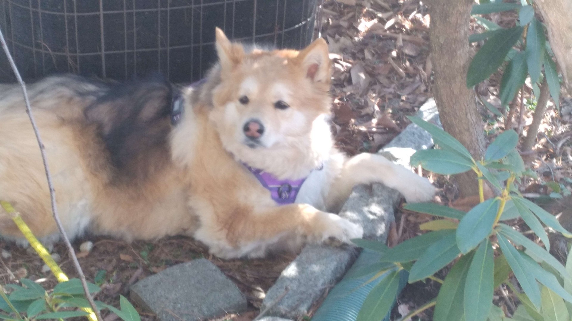 Priscilla's dog in the garden